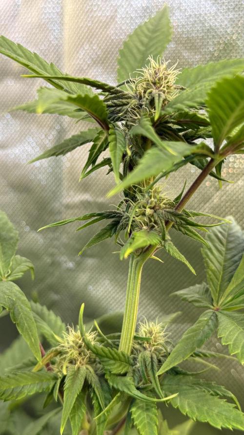 Fast Buds - Tropicana cookies Auto. Week 7
