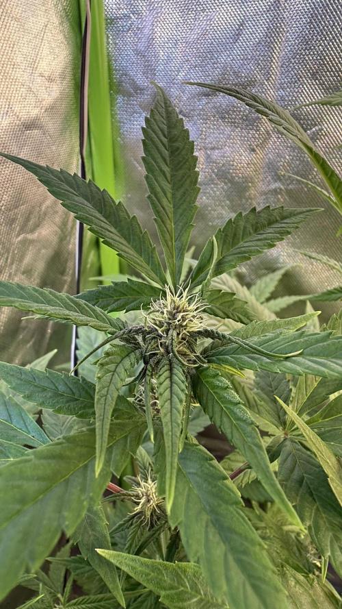 Fast Buds - Tropicana cookies Auto. Week 7