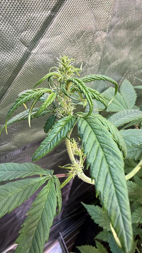 Fast Buds - Tropicana cookies Auto. Week 7