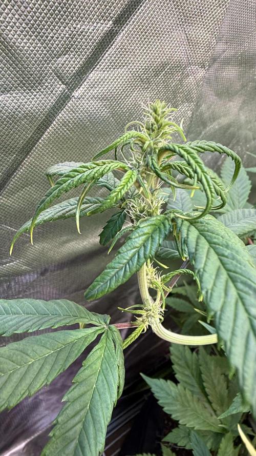 Fast Buds - Tropicana cookies Auto. Week 7