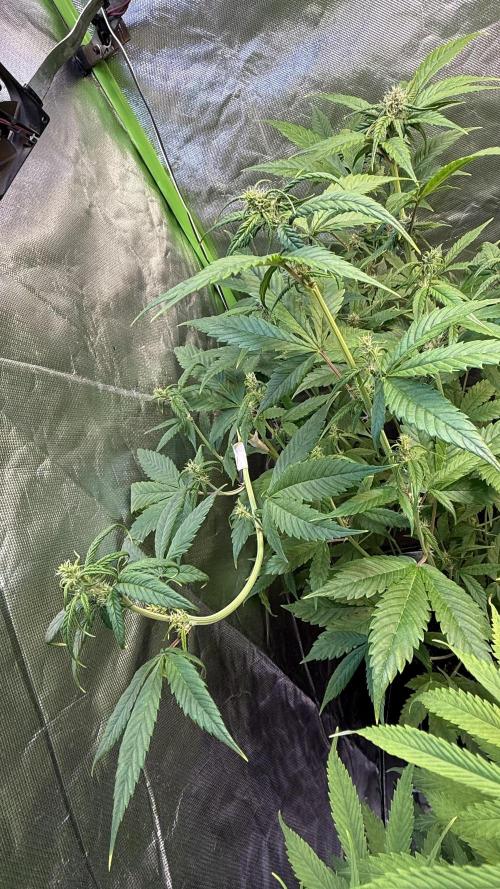 Fast Buds - Tropicana cookies Auto. Week 7