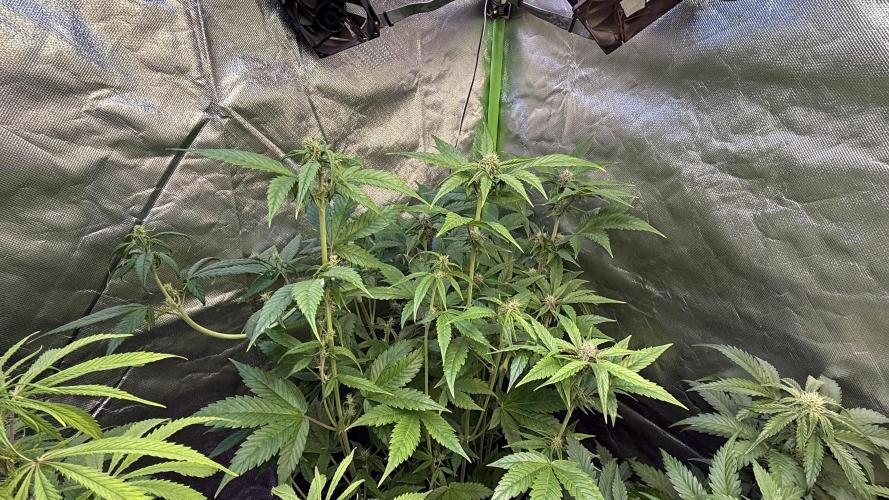 Fast Buds - Tropicana cookies Auto. Week 7