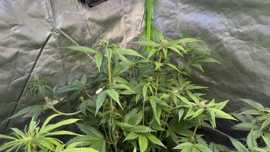 Tropicana Cookies Auto. Week 7
