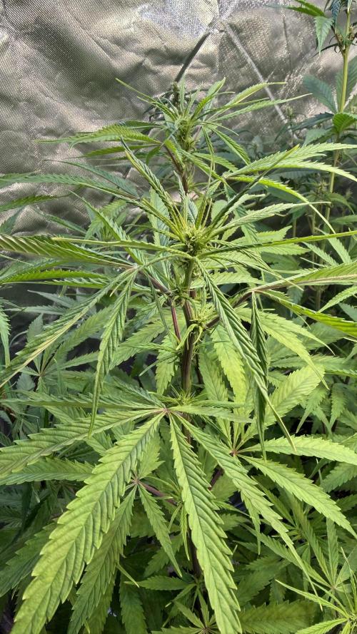 CBD AUTO 20:1. Week 7