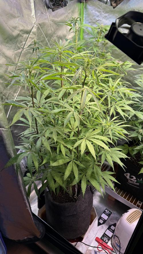 CBD AUTO 20:1. Week 7