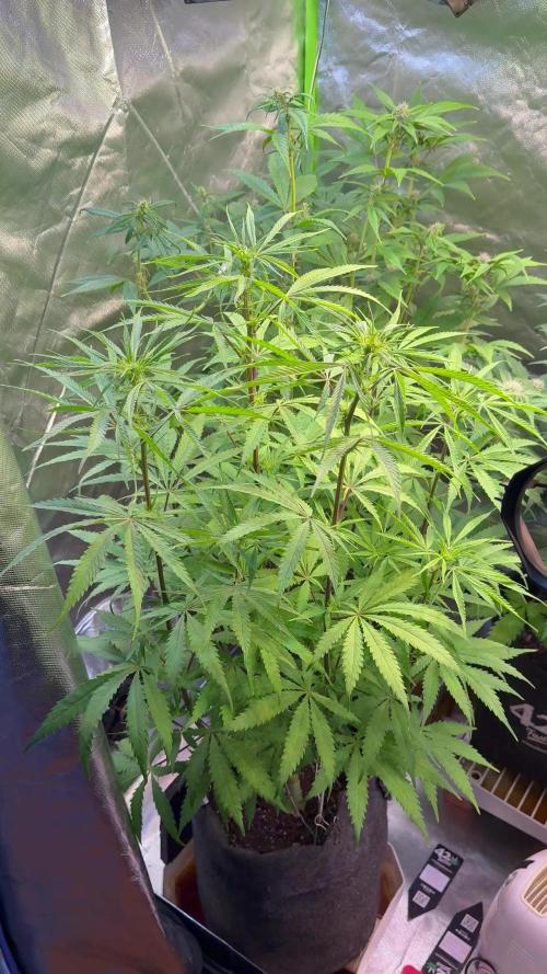 CBD AUTO 20:1