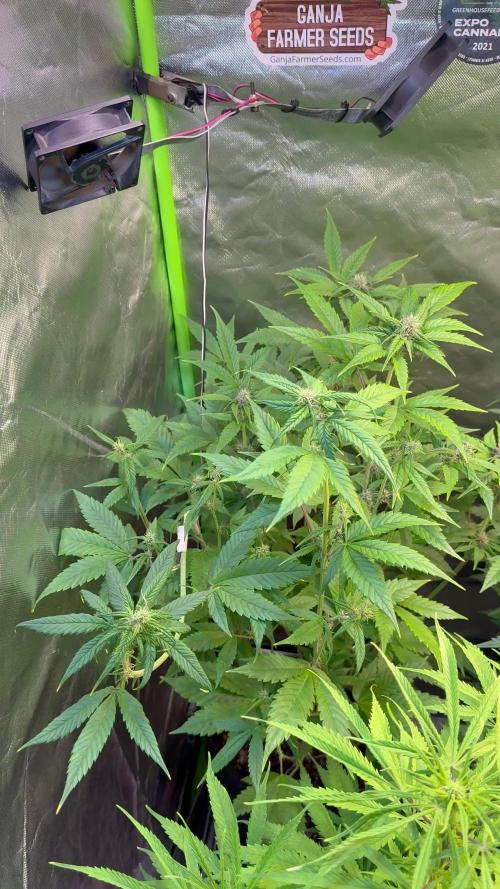 Fast Buds - Tropicana cookies Auto