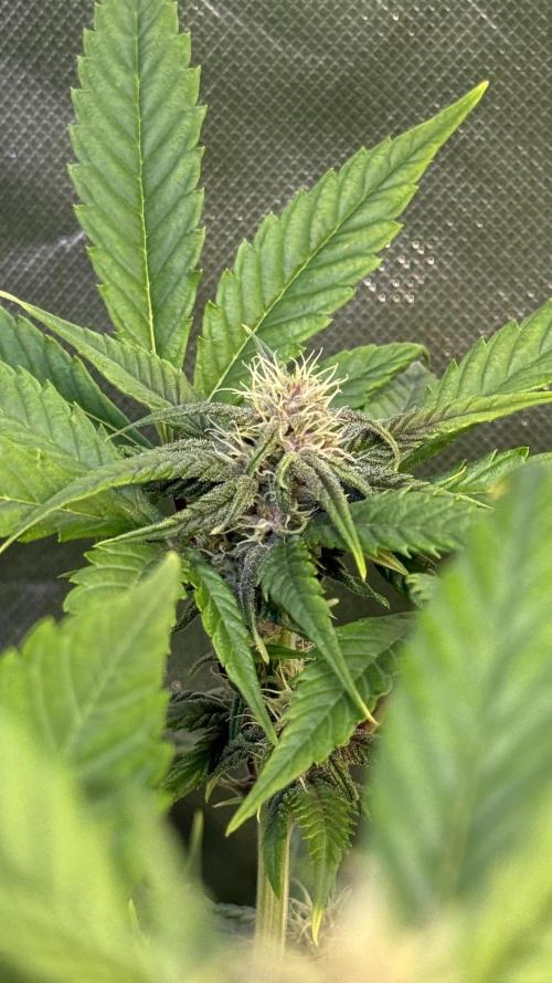 Fast Buds - Tropicana cookies Auto. Week 7