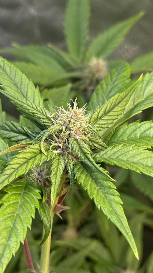 Fast Buds - Tropicana cookies Auto. Week 7