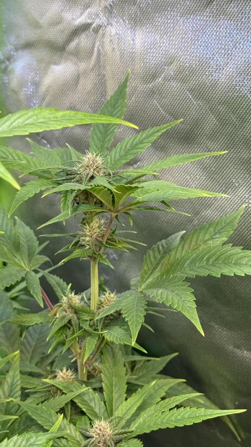 Tropicana Cookies Auto. Week 7