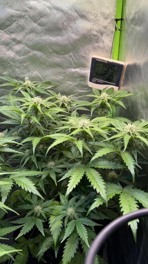 Fast Buds - Pound Cake Auto. Week 7