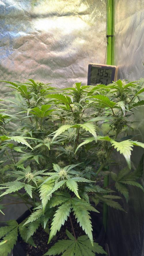 Fast Buds - Pound Cake Auto. Week 7