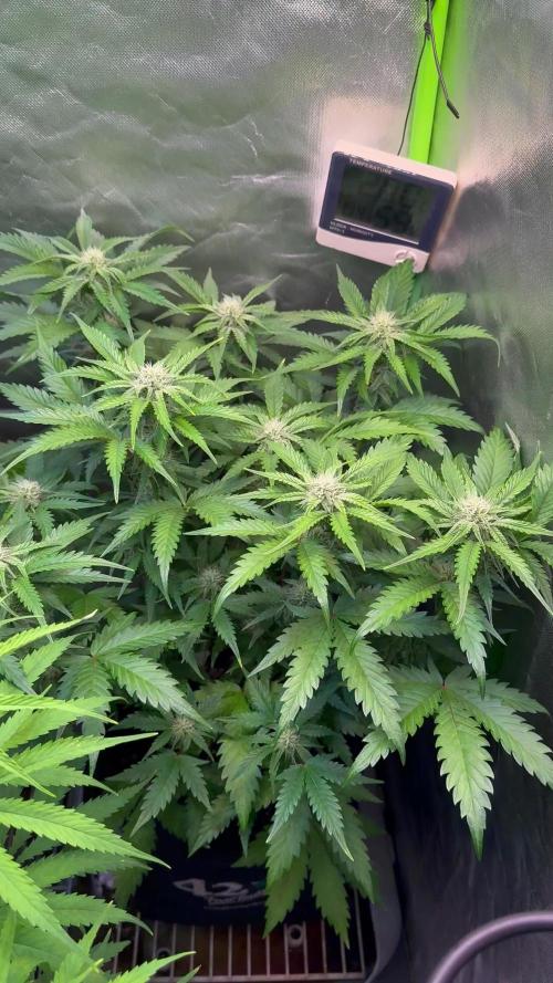 Fast Buds - Pound Cake Auto