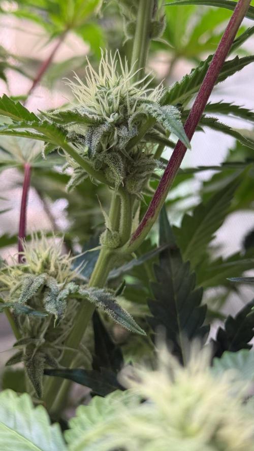 Pound Cake Auto. Week 7