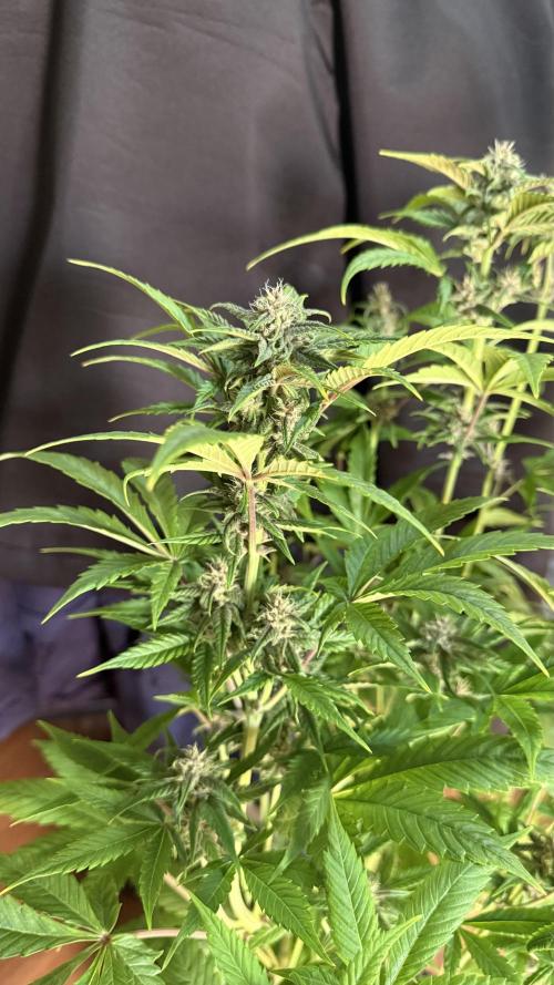 Fast Buds - Tropicana cookies Auto. Week 8