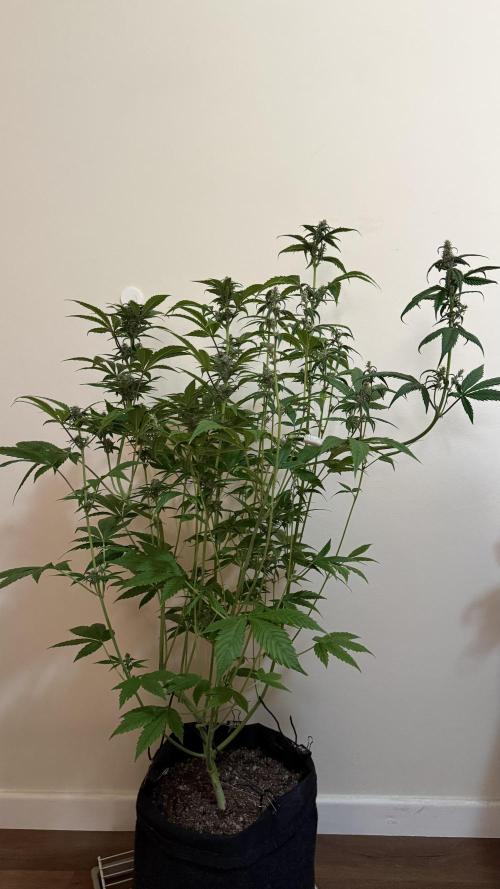 Fast Buds - Tropicana cookies Auto. Week 8