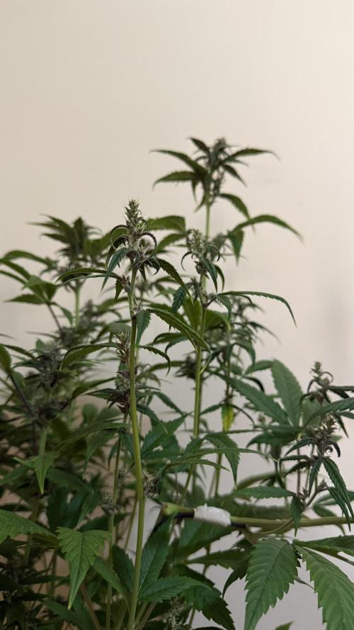Fast Buds - Tropicana cookies Auto. Week 8