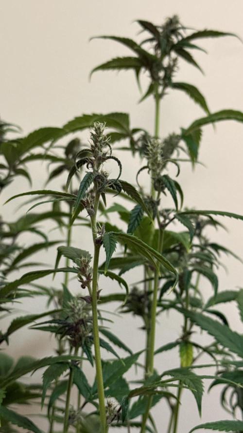 Fast Buds - Tropicana cookies Auto. Week 8