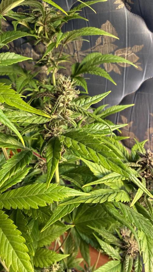 Fast Buds - Tropicana cookies Auto. Week 8
