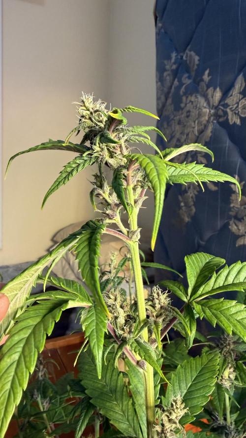 Fast Buds - Tropicana cookies Auto. Week 8