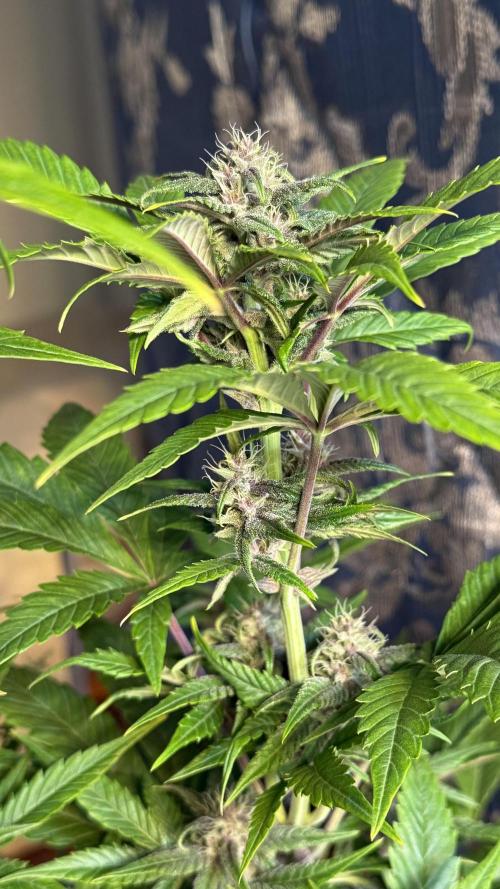 Fast Buds - Tropicana cookies Auto. Week 8