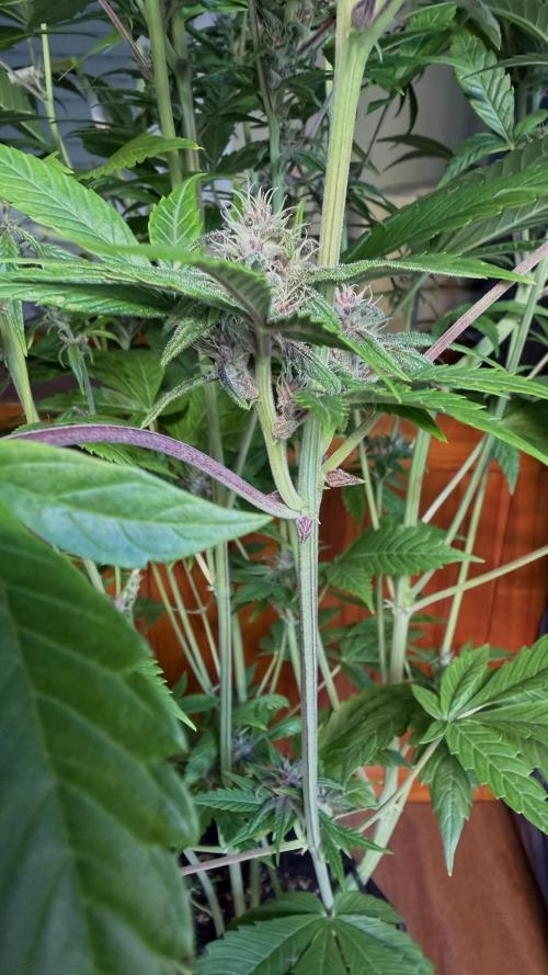 Tropicana Cookies Auto. Week 8
