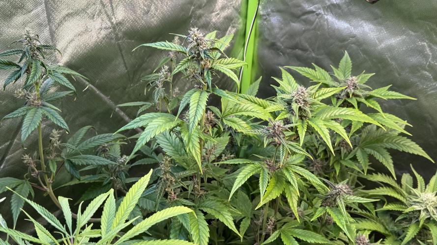 Fast Buds - Tropicana cookies Auto. Week 8