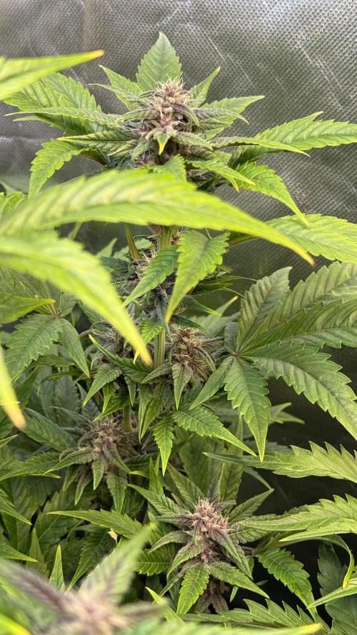 Fast Buds - Tropicana cookies Auto. Week 8