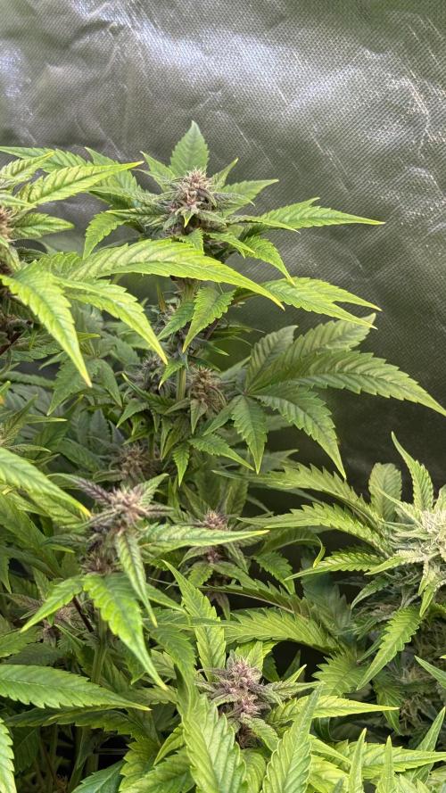 Fast Buds - Tropicana cookies Auto. Week 8