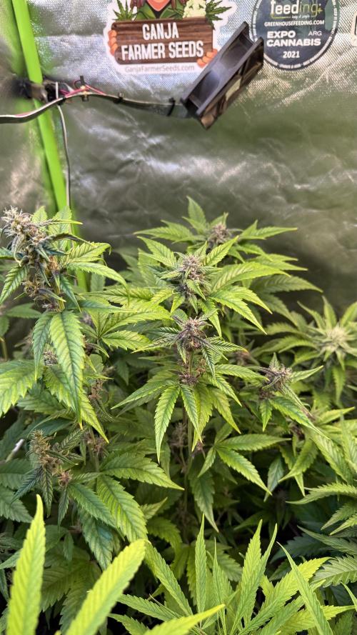 Tropicana Cookies Auto. Week 8