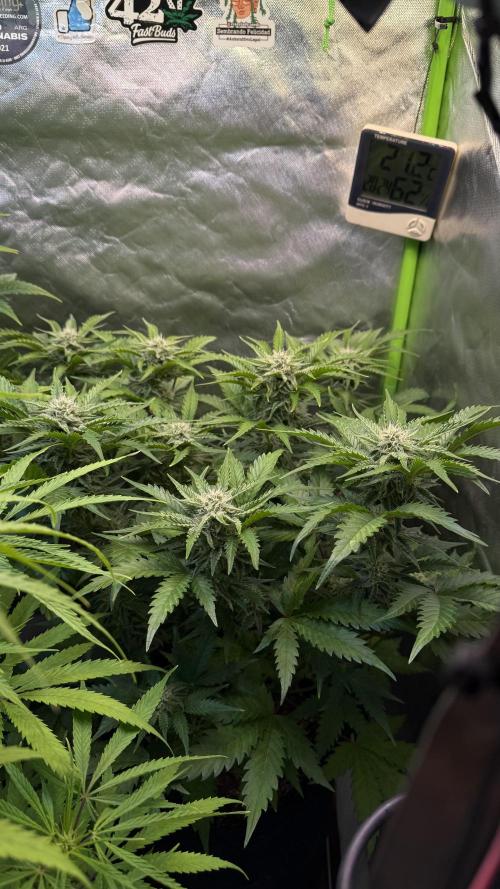 Fast Buds - Pound Cake Auto. Week 8