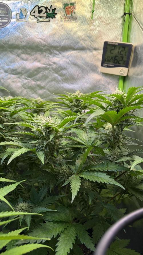 Fast Buds - Pound Cake Auto. Week 8