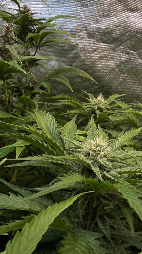 Pound Cake Auto. Week 8