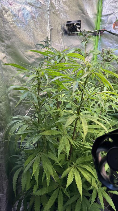 CBD AUTO 20:1. Week 8