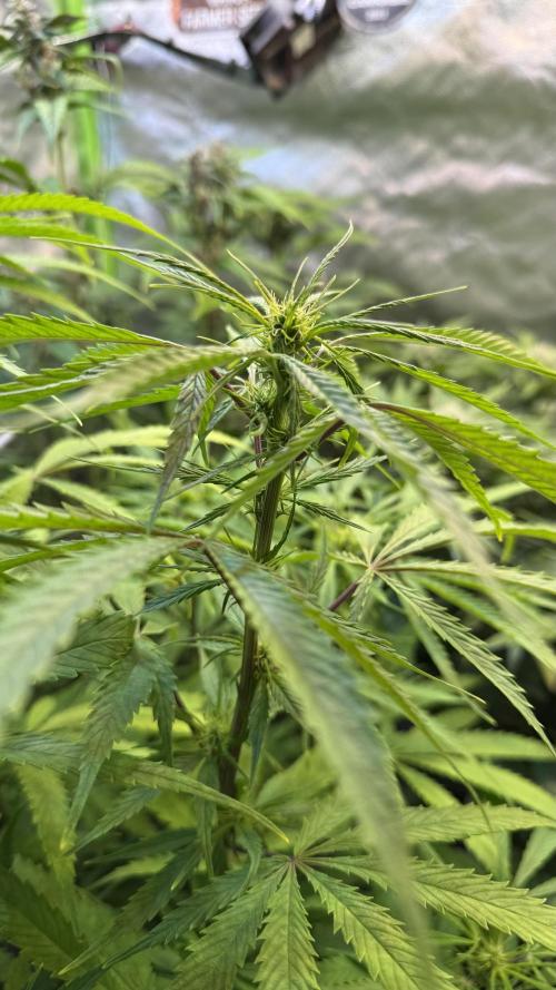 CBD AUTO 20:1. Week 8