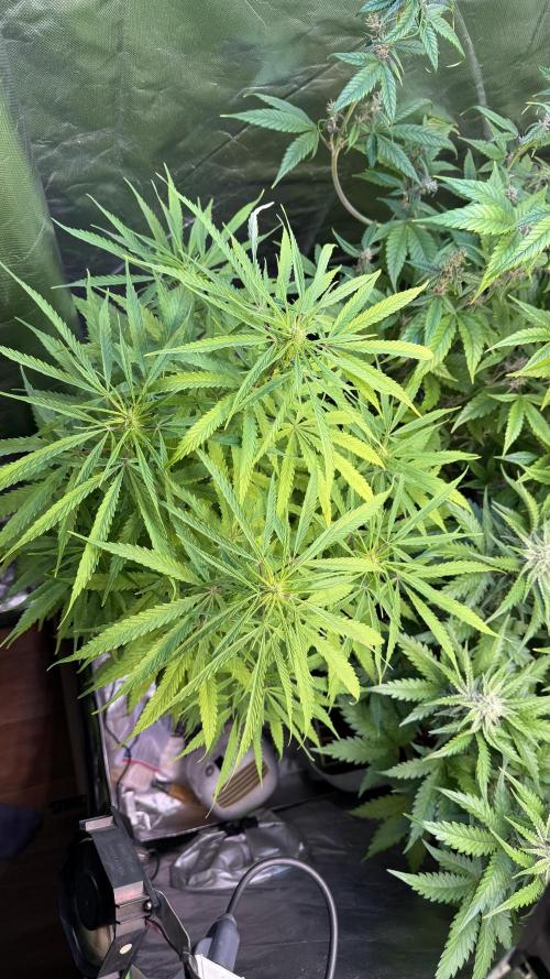 CBD Auto 20:1. Week 8