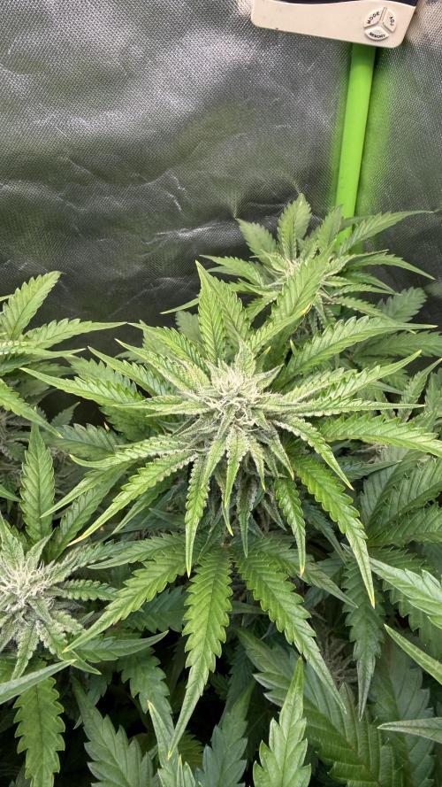 Fast Buds - Pound Cake Auto. Week 8
