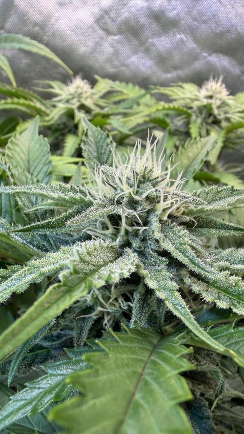 Fast Buds - Pound Cake Auto. Week 8