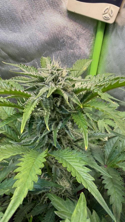 Fast Buds - Pound Cake Auto. Week 8