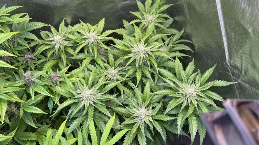Pound Cake Auto. Week 8