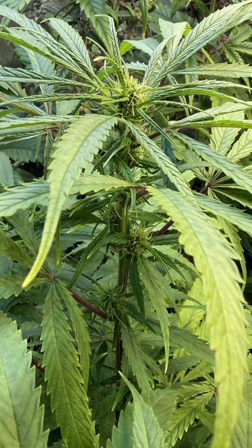 CBD AUTO 20:1. Week 8