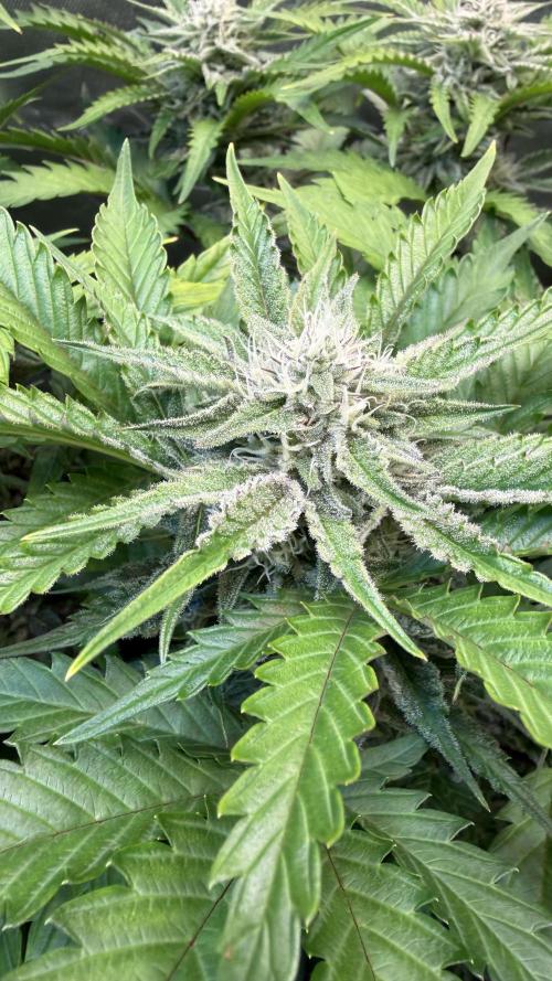 Fast Buds - Pound Cake Auto. Week 8