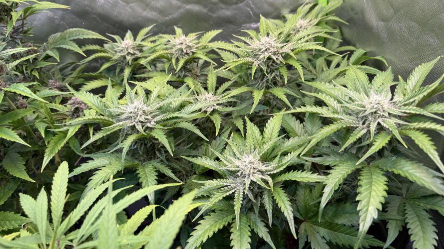 Fast Buds - Pound Cake Auto. Week 8