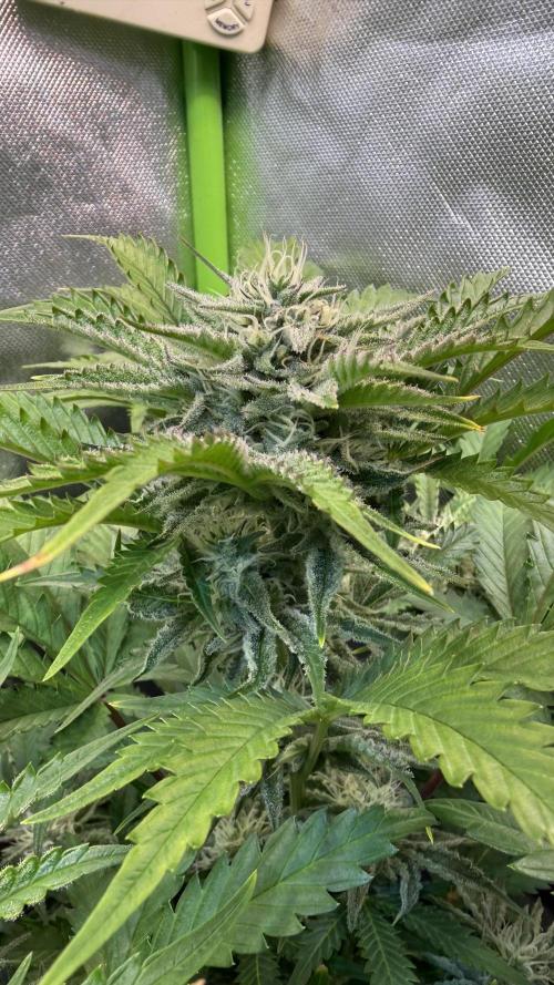 Fast Buds - Pound Cake Auto. Week 8