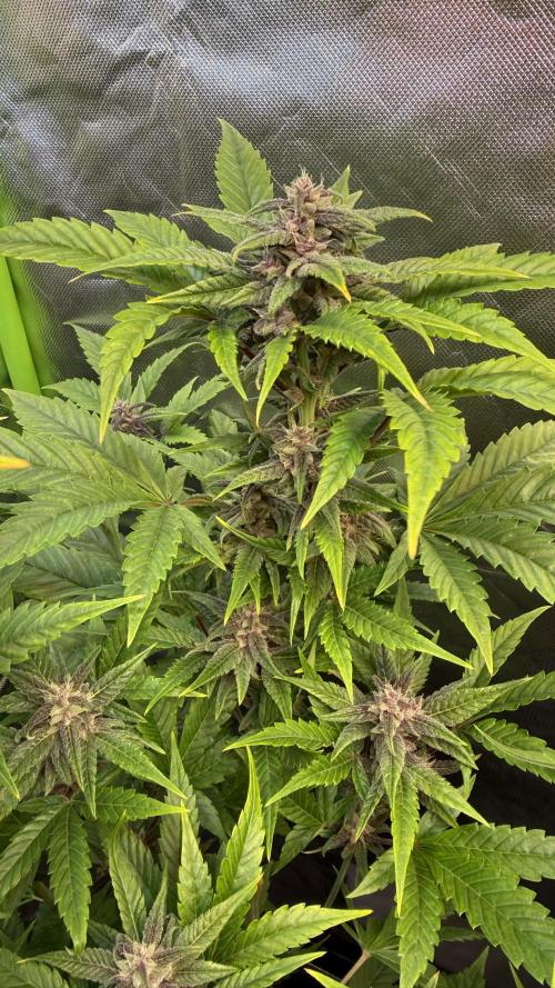 Fast Buds - Tropicana cookies Auto. Week 8