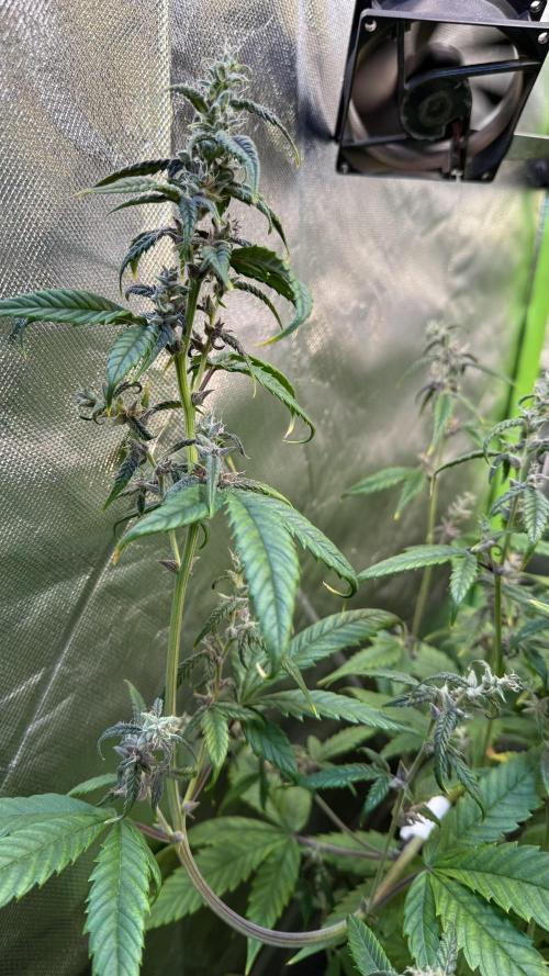 Fast Buds - Tropicana cookies Auto. Week 8