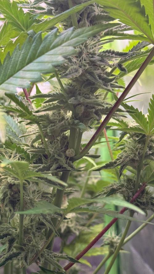 Fast Buds - Pound Cake Auto. Week 9