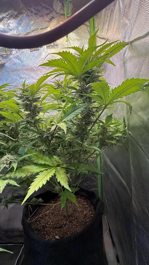 Fast Buds - Pound Cake Auto. Week 9