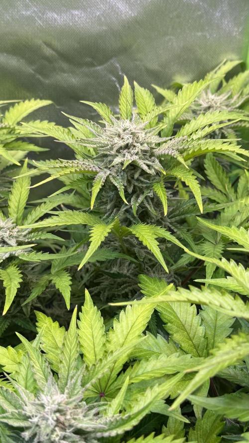 Pound Cake Auto. Week 9