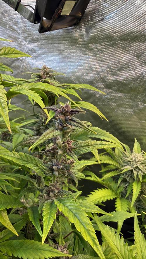 Fast Buds - Tropicana cookies Auto. Week 9